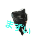 ねこねこねこねこ！（個別スタンプ：15）