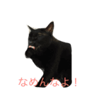 ねこねこねこねこ！（個別スタンプ：16）