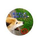 柴犬ぷりん2018（個別スタンプ：1）