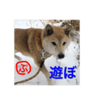 柴犬ぷりん2018（個別スタンプ：2）