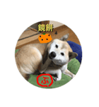 柴犬ぷりん2018（個別スタンプ：3）