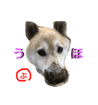 柴犬ぷりん2018（個別スタンプ：4）