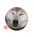 柴犬ぷりん2018（個別スタンプ：6）