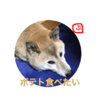 柴犬ぷりん2018（個別スタンプ：7）
