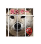 柴犬ぷりん2018 Vol.2（個別スタンプ：1）