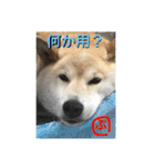柴犬ぷりん2018 Vol.2（個別スタンプ：2）