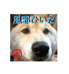 柴犬ぷりん2018 Vol.2（個別スタンプ：3）