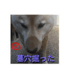 柴犬ぷりん2018 Vol.2（個別スタンプ：4）