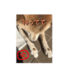 柴犬ぷりん2018 Vol.2（個別スタンプ：5）
