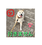 柴犬ぷりん2018 Vol.2（個別スタンプ：6）