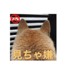 柴犬ぷりん2018 Vol.2（個別スタンプ：8）