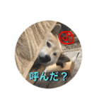 柴犬ぷりん2018 Vol.2（個別スタンプ：9）
