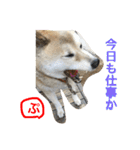 柴犬ぷりん2018 Vol.2（個別スタンプ：10）