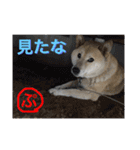 柴犬ぷりん2018 Vol.2（個別スタンプ：11）