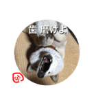 柴犬ぷりん2018 Vol.2（個別スタンプ：12）