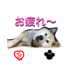 柴犬ぷりん2018 Vol.2（個別スタンプ：15）