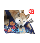 柴犬ぷりん2018 Vol.2（個別スタンプ：16）