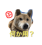 柴犬ぷりん2018 Vol.2（個別スタンプ：17）