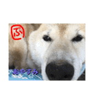 柴犬ぷりん2018 Vol.2（個別スタンプ：18）