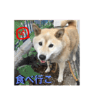 柴犬ぷりん2018 Vol.2（個別スタンプ：19）