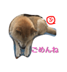 柴犬ぷりん2018 Vol.2（個別スタンプ：22）