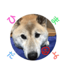 柴犬ぷりん2018 Vol.2（個別スタンプ：23）