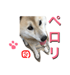 柴犬ぷりん2018 Vol.2（個別スタンプ：24）