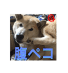 柴犬ぷりん2018 Vol.2（個別スタンプ：25）