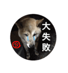 柴犬ぷりん2018 Vol.2（個別スタンプ：26）