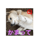 柴犬ぷりん2018 Vol.2（個別スタンプ：27）