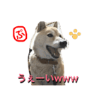 柴犬ぷりん2018 Vol.2（個別スタンプ：28）
