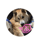 柴犬ぷりん2018 Vol.2（個別スタンプ：29）
