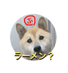 柴犬ぷりん2018 Vol.2（個別スタンプ：30）