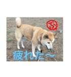 柴犬ぷりん2018 Vol.2（個別スタンプ：32）
