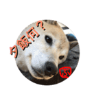 柴犬ぷりん2018 Vol.2（個別スタンプ：33）