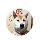 柴犬ぷりん2018 Vol.2（個別スタンプ：34）