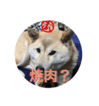 柴犬ぷりん2018 Vol.2（個別スタンプ：35）