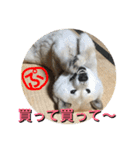 柴犬ぷりん2018 Vol.2（個別スタンプ：37）