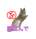 柴犬ぷりん2018 Vol.2（個別スタンプ：38）