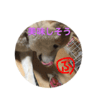 柴犬ぷりん2018 Vol.2（個別スタンプ：39）