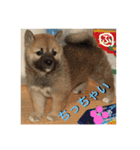 柴犬ぷりん2018 Vol.2（個別スタンプ：40）