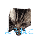 ねこじゃんふる（個別スタンプ：1）
