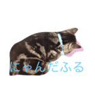 ねこじゃんふる（個別スタンプ：2）