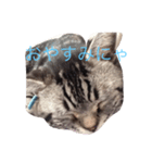 ねこじゃんふる（個別スタンプ：3）