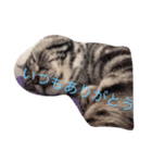 ねこじゃんふる（個別スタンプ：8）