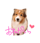 シェルティのチップくん（個別スタンプ：1）