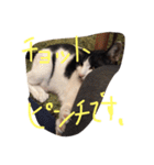 ポタポタノビ1000%（個別スタンプ：24）