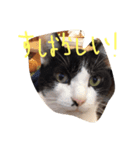 ポタポタノビ1000%（個別スタンプ：30）