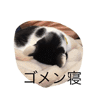 ポタポタノビ1000%（個別スタンプ：33）