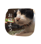 ポタポタノビ1000%（個別スタンプ：36）